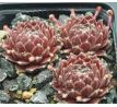 Sempervivum HAVENDIJKS FIRST WEB