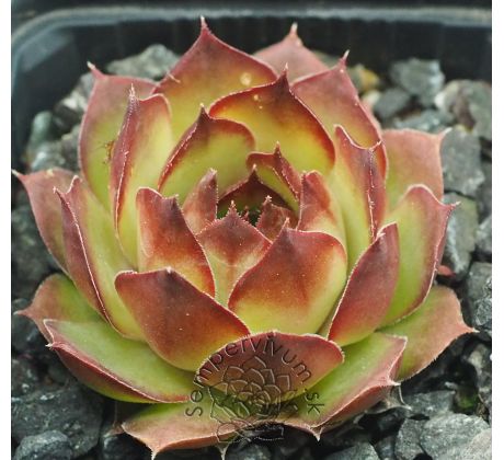 Sempervivum HEIKO