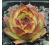 Sempervivum HEIKO