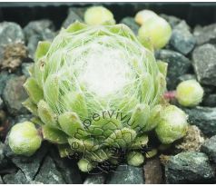 Sempervivum INERI