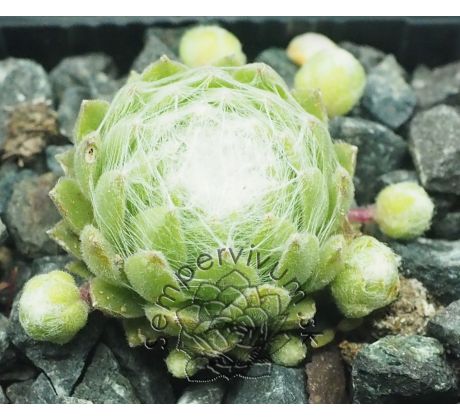 Sempervivum INERI