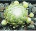 Sempervivum INERI