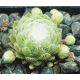 Sempervivum INERI
