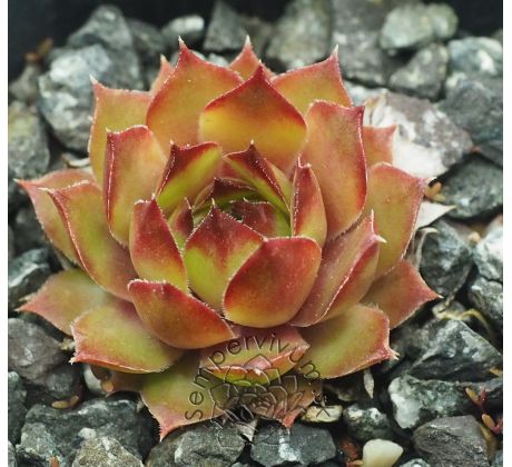 Sempervivum CASSIOPEIA