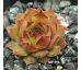 Sempervivum CASSIOPEIA