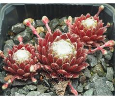 Sempervivum CANDY FLOSS