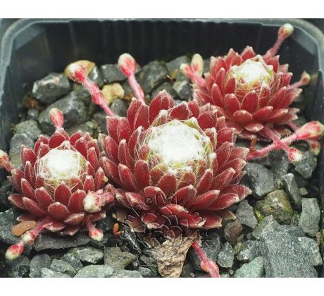 Sempervivum CANDY FLOSS