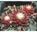 Sempervivum CANDY FLOSS