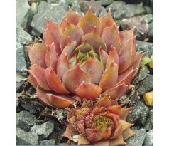 Sempervivum PACIFIC LASSIE