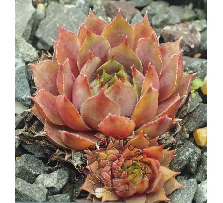 Sempervivum PACIFIC LASSIE