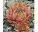 Sempervivum PACIFIC LASSIE