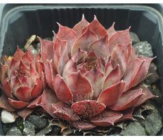 Sempervivum BLUE BOY