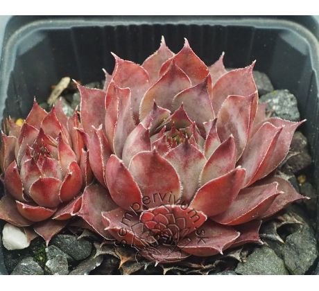 Sempervivum BLUE BOY
