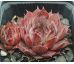 Sempervivum BLUE BOY