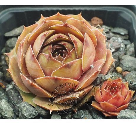 Sempervivum BRIGITTE