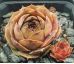 Sempervivum BRIGITTE