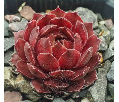 Sempervivum BLOODY MARY