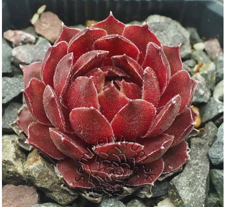 Sempervivum BLOODY MARY