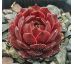 Sempervivum BLOODY MARY