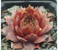 Sempervivum BRAUNBÄR