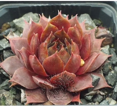 Sempervivum BRAUNBÄR