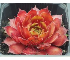 Sempervivum CLARA NOYES