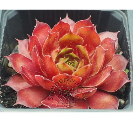 Sempervivum CLARA NOYES