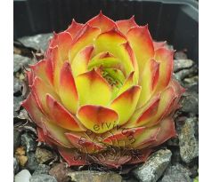 Sempervivum COMPTE DE CONGAE