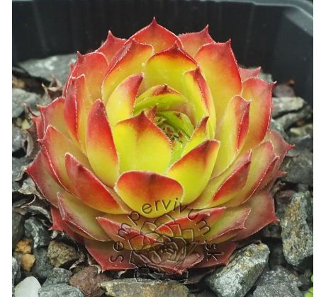 Sempervivum COMPTE DE CONGAE