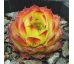 Sempervivum COMPTE DE CONGAE