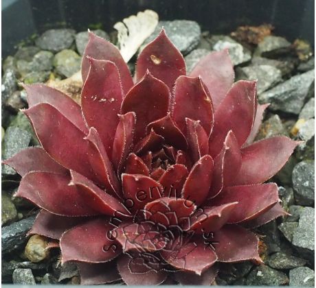 Sempervivum CENTENNIAL