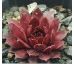Sempervivum CENTENNIAL