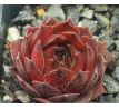 Sempervivum BROWNIE