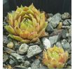 Sempervivum BROWN PASTEL
