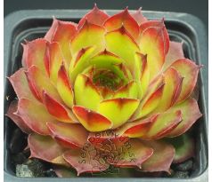 Sempervivum CLIMAX