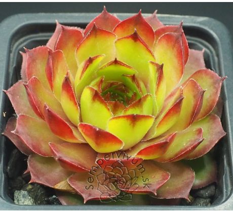 Sempervivum CLIMAX