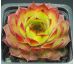 Sempervivum CLIMAX