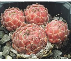 Sempervivum CLEVELAND MORGAN