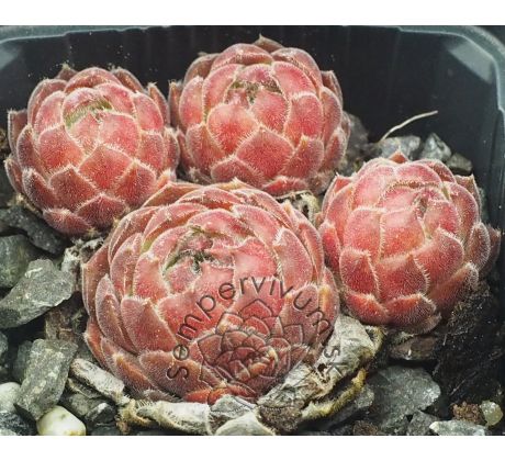 Sempervivum CLEVELAND MORGAN