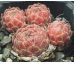 Sempervivum CLEVELAND MORGAN