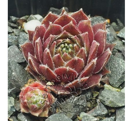 Sempervivum CORSAIR