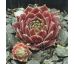 Sempervivum CORSAIR