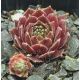 Sempervivum CORSAIR