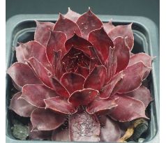 Sempervivum CONGO