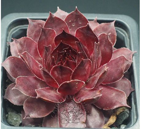 Sempervivum CONGO