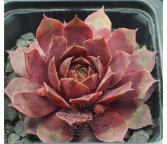 Sempervivum ELENE