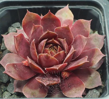 Sempervivum ELENE