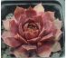 Sempervivum ELENE