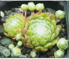 Sempervivum DANIELA
