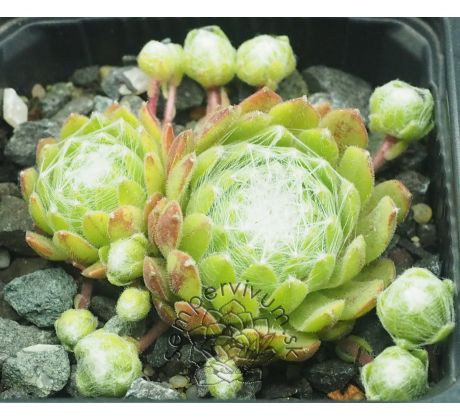 Sempervivum DANIELA